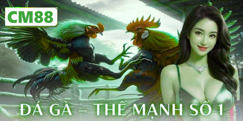 Cách Tham Gia Cá Cược Tại Sảnh Đá Gà