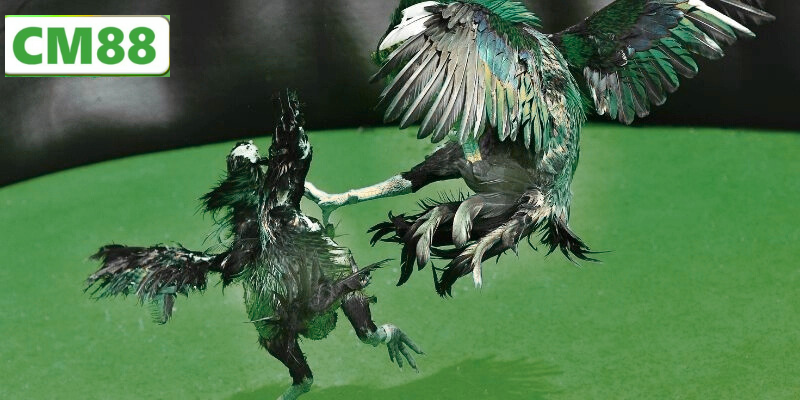 Trải nghiệm sảnh đá gà SV388 với chất lượng hình ảnh sắc nét